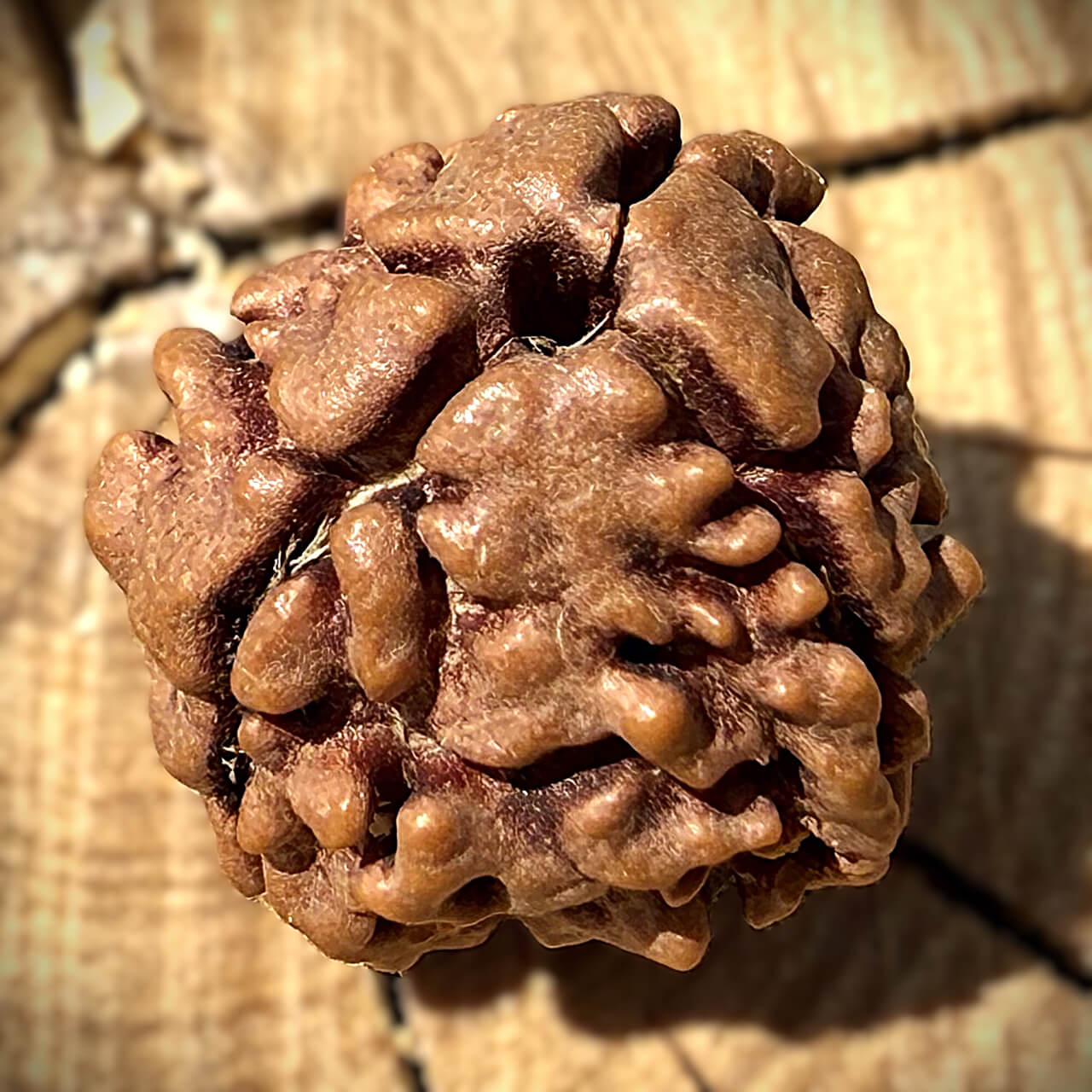 Side view of 3 Mukhi Rudraksha placed on a wooden block with a blurred background, highlighting its natural grooves and texture.