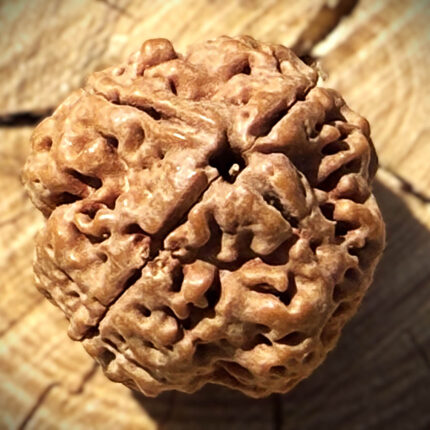 Top view of 4 Mukhi Rudraksha placed on a wooden block with a blurred background, showcasing its natural shape and surface details.