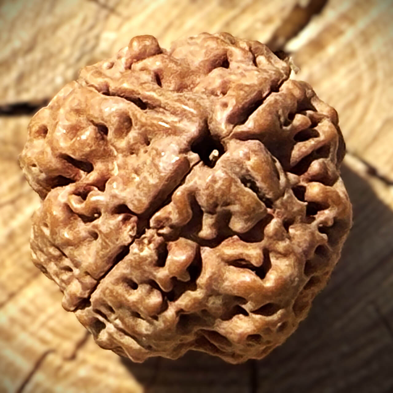 Top view of 4 Mukhi Rudraksha placed on a wooden block with a blurred background, showcasing its natural shape and surface details.